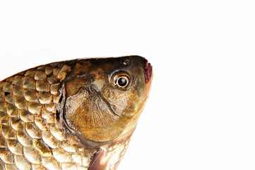 Isolated in the white background of fish