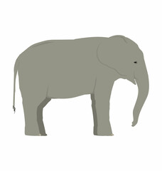 Fototapeta na wymiar Tuskless African bush elephant seen in Side view - Flat style vector