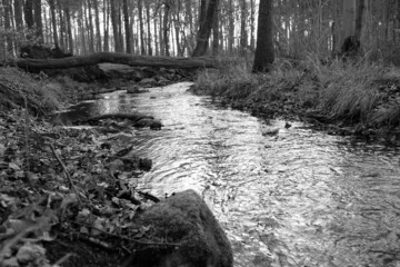 Schwarz-Weiss Ein Bach fliesst durch einen Wald