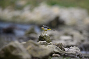 Gray wagtail puffed up on a stone