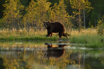 Obraz na płótnie Canvas Brown bear near the water at summer evening, water reflection