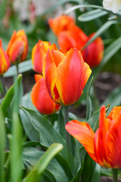 red yellow tulip flowering in a spring - selective focus