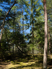 Coniferous forest on the Curonian Spit. Curonian Spit National Park 