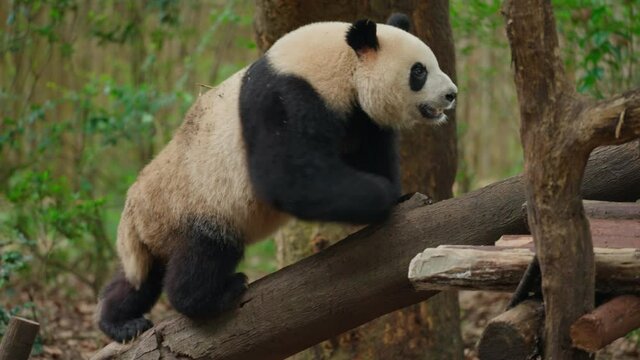 one lovely gian panda bear walking in the zoo onthe log