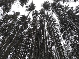 huge fir trees against sky. winter forest in the snow on a cold day
