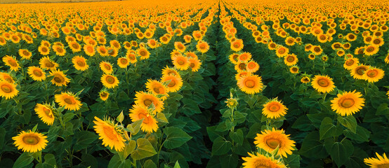 sunflower seed field top view