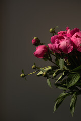 Beautiful aesthetic pink peony flowers bouquet on dark background. Minimalist floral closeup composition