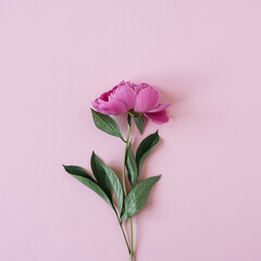 Elegant pink peony flower on pastel pink background. Flat lay, top view delicate aesthetic minimalist floral composition
