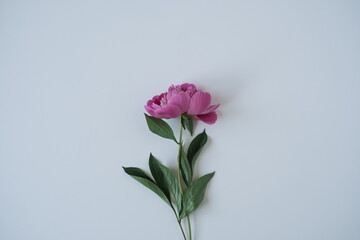 Pink peony flower on blue background