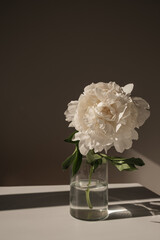 Aesthetic luxury flowers composition. Elegant delicate white peony flower in glass vase casting...