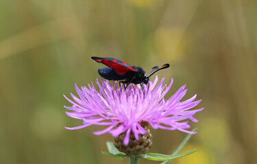 Sechsfleck-Widderchen - 