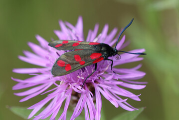 Sechsfleck-Widderchen - 