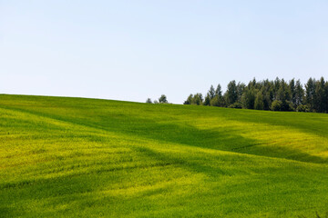 Obraz premium green cereals are immature in an agricultural field