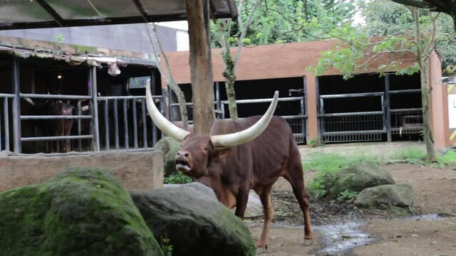 Ankole Watusi, African Cow With Big and Long Horns