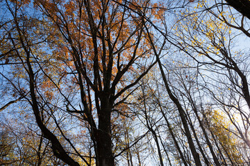 Fototapeta premium deciduous trees in the autumn season during leaf fall