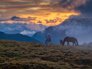 Horses on top of the mountain at sunset and with clouds