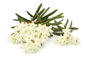 Flowers of Ledum with leaves