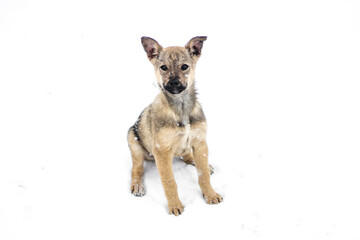 lonely brown homeless big-eared puppy sitting in the snow in the cold