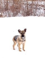 a thin, sickly homeless puppy with lop-eared ears is standing in the snow and there is a winter forest in the background and it is snowing; vertical photo