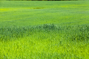 Obraz na płótnie Canvas an agricultural field on which cereal plants are grown