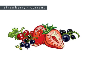 sketch_strawberry_currant_whole_berry_half_and_three_branches