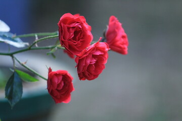 pink Roses in the Flowerpots in the garden. Roses for valentines day