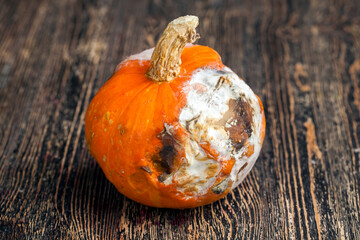 spoiled and dangerous for health rotting orange pumpkin