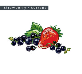 sketch_strawberry_currant_whole_berry_branches_and_leaves