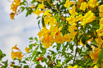 Yellow elder flowers blooming against white clouds