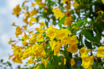 Yellow elder flowers blooming against white clouds
