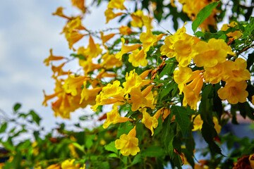 Yellow elder flowers blooming against white clouds