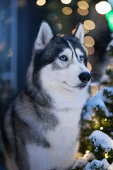Christmas. Siberian husky dog