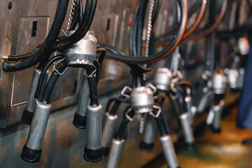 Cow milking machine in a cow farm