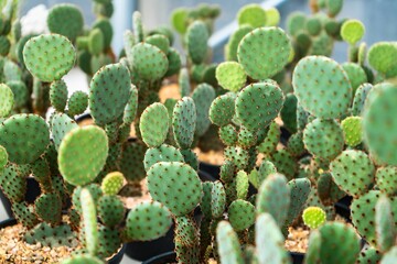 Beautiful cactus in flowerpot with sunlight for background and texture.
