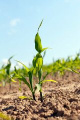 Fototapeta premium green young corn on an agricultural field in the spring season