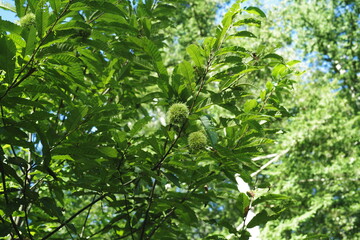 日本で最も美しい村