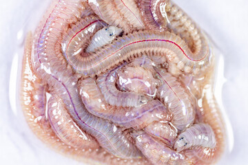 Obraz premium Sand Worm (Perinereis sp.) is the same species as sea worms (Polychaete), Living in a beach area with relatively shallow water levels for education in laboratory.