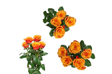 Orange rose isolated on a white background.