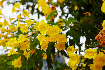 Yellow elder flowers blooming against white clouds