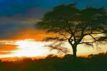 Fototapeta na wymiar Paysage lever et coucher de soleil en brousse Afrique, Kenya