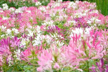 Obraz premium Pink, purple and white Cleome spinosa flowers forms a beautiful scenery. Cleome spinosa, called the Spiny Spider Flower or Cleome Hassleriana.