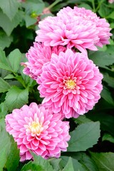 Fototapeta premium Pink Dahlia flower. Dahlia pinnata is a species in the genus Dahlia, family Asteraceae, with the common name garden dahlia. It is the type species of the genus and is widely cultivated.
