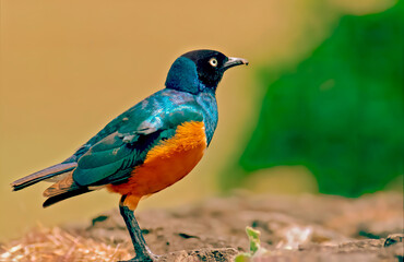 Oiseau du Kenya Choucador superbe - Lamprotornis superbus aux couleurs vives au Masaï Mara Afrique