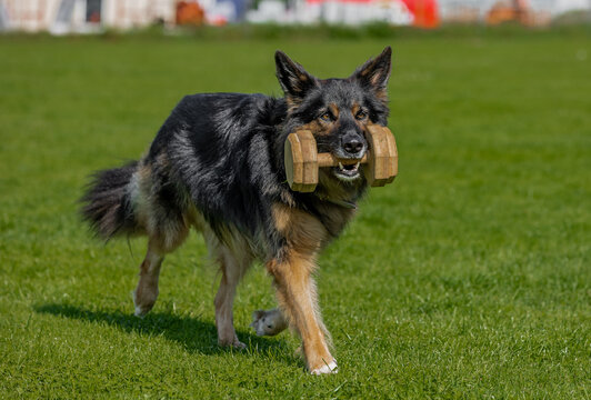 Cute German Shepherd Border Collie mixed breed dog fetching a wooden dumbbell during a training