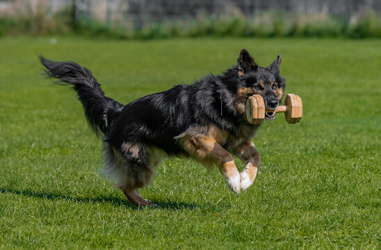 Cute German Shepherd Border Collie mixed breed dog fetching a wooden dumbbell during a training