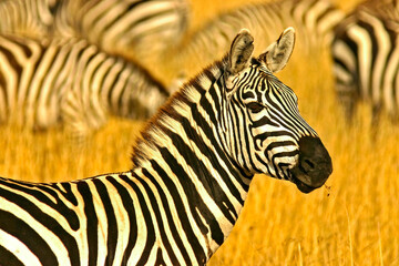 Fototapeta na wymiar zèbre de Burchell Equus burchelli Kenya