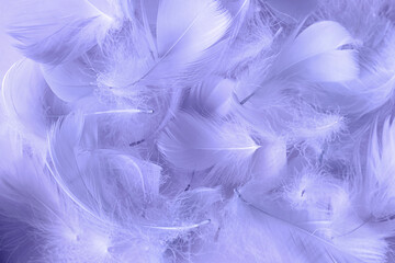 Fototapeta na wymiar Bird feathers background toned in trending color of the year 2022 very peri lavender, tenderness and softness concept, selective focus