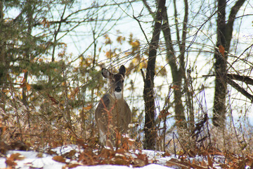 Small dear standing in Snow covered  in the middle of the forest with trees with a light sky