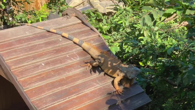 A Green iguana basking on the tin roof. The green iguana is a large, arboreal, mostly herbivorous species of lizard of the genus Iguana. It's an alien species in Taiwan. 