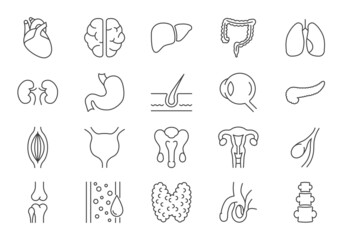 Set of Internal Organs Related Line Icons. Contains such Icons as Reproductive System, Brain, Heart, Blood Vessel, Lungs, Liver, Eye, Pancreas, Urinary, Kidney, Stomach and more
